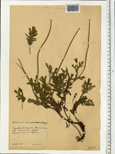 Мачок рогатый (L.) Rudolph, Восточная Европа, Южно-Украинский район (E12) (Украина)