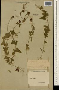 Цинанхум острый L., Крым (KRYM) (Россия)