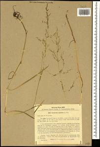 Поручейница водная, Поручейница водяная (L.) P.Beauv., Кавказ, Турецкий Кавказ (K7) (Турция)