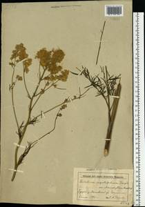 Василисник светлый, Василисник блестящий L., Восточная Европа, Белоруссия (E3a) (Белоруссия)