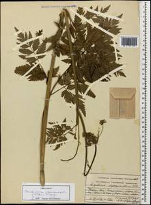 Selinum physospermifolium (Albov) Hand, Кавказ, Грузия (K4) (Грузия)