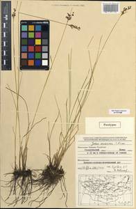 Ситник орхонский Novikov, Монголия (MONG) (Монголия)