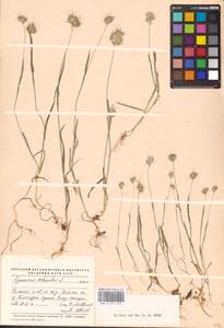 Falona echinata (L.) Dumort., Восточная Европа, Северный район (E1) (Россия)