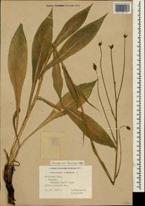Pseudopodospermum tauricum (M. Bieb.) Vasjukov & Saksonov, Крым (KRYM) (Россия)