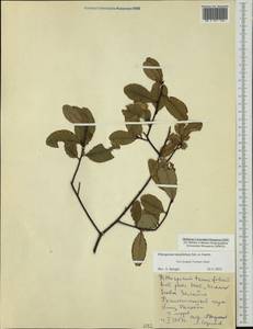 Pittosporum tenuifolium Gaertn., Австралия и Океания (AUSTR) (Новая Зеландия)