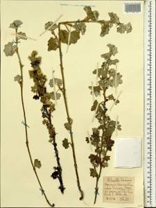 Alchemilla haumannii Rothm., Африка (AFR) (Эфиопия)