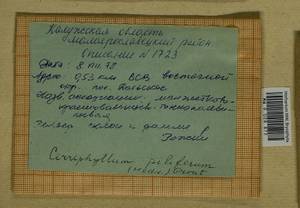 Cirriphyllum piliferum (Hedw.) Grout, Гербарий мохообразных, Мхи - Центральное Нечерноземье (B6) (Россия)