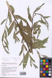 Salix alba × fragilis, Восточная Европа, Нижневолжский район (E9) (Россия)