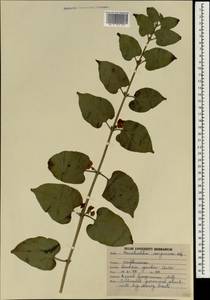 Holmskioldia sanguinea Retz., Зарубежная Азия (ASIA) (Индия)