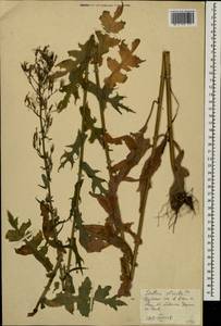 Lactuca quercina subsp. quercina, Восточная Европа, Южно-Украинский район (E12) (Украина)
