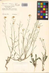 Guenthera cretacea (Kotov) D.A.German, Восточная Европа, Нижневолжский район (E9) (Россия)