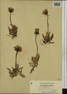 Hieracium alpinum subsp. melanocephalum (Tausch) Zahn, Западная Европа (EUR) (Чехия)