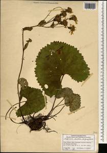 Ligularia dentata (A. Gray) Hara, Зарубежная Азия (ASIA) (КНР)