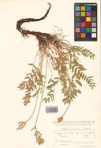 Oxytropis campestris subsp. rishiriensis (Matsum.) Toyok., Сибирь, Дальний Восток (S6) (Россия)