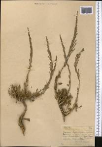 Artemisia tenuisecta Nevski, Средняя Азия и Казахстан, Памир и Памиро-Алай (M2)