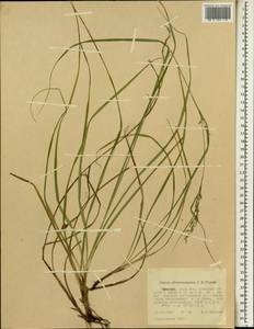 Carex chlorosaccus C.B.Clarke, Африка (AFR) (Эфиопия)