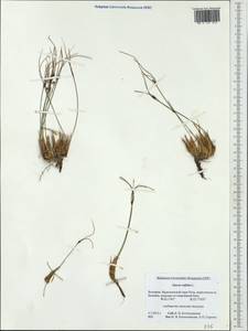 Oreojuncus trifidus (L.) Záv. Drábk. & Kirschner, Западная Европа (EUR) (Болгария)