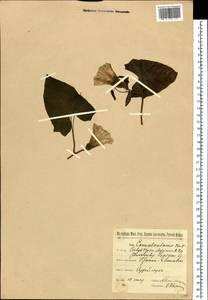 Повой заборный (L.) R.Br., Восточная Европа, Белоруссия (E3a) (Белоруссия)