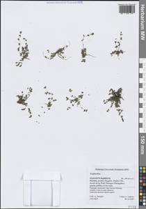 Молочай, Зарубежная Азия (ASIA) (Йемен)