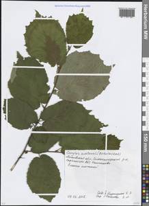 Орешник обыкновенный, Лещина обыкновенная L., Восточная Европа, Московская область и Москва (E4a) (Россия)