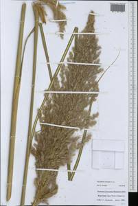 Сахарный тростник равеннский (L.) L., Средняя Азия и Казахстан, Западный Тянь-Шань и Каратау (M3) (Киргизия)