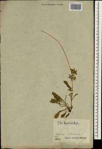 Dipsacaceae, Зарубежная Азия (ASIA) (Турция)