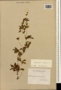 Лапчатка ползучая L., Кавказ, Азербайджан (K6) (Азербайджан)