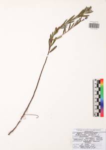 Подбел обыкновенный L., Восточная Европа, Центральный район (E4) (Россия)