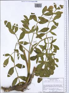 Siler montanum subsp. montanum, Западная Европа (EUR) (Греция)