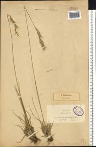 Helictochloa pratensis (L.) Romero Zarco, Восточная Европа, Северо-Западный район (E2) (Россия)