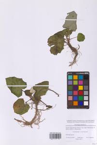 Мать-и-мачеха обыкновенная L., Восточная Европа, Московская область и Москва (E4a) (Россия)