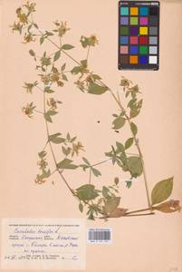 Волдырник ягодный (L.) Durande, Восточная Европа, Центральный район (E4) (Россия)