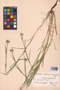 Гвоздика Андржейовского Zapal., Восточная Европа, Северо-Украинский район (E11) (Украина)