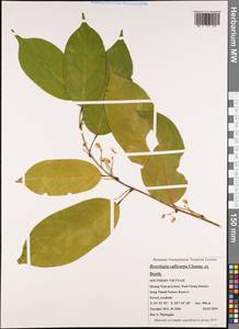 Leucomphalos callicarpus (Benth.)Breteler, Зарубежная Азия (ASIA) (Вьетнам)