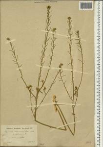 Erysimum verrucosum Boiss. & Gaill., Зарубежная Азия (ASIA)