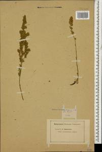 Полынь альпийская Pall. ex Willd., Кавказ (без точных местонахождений) (K0)