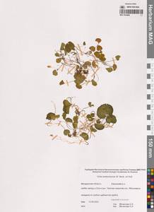 Viola crassa subsp. avatschensis (W.Becker & Hultén) Espeut, Сибирь, Чукотка и Камчатка (S7) (Россия)