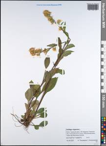 Золотарник обыкновенный, Золотая розга L., Сибирь, Западная Сибирь (S1) (Россия)