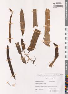 Стрелолист плавающий Pall., Сибирь, Чукотка и Камчатка (S7) (Россия)