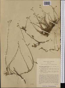 Cherleria laricifolia subsp. laricifolia, Западная Европа (EUR) (Италия)