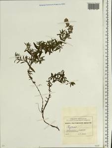 Чабрец, Восточная Европа, Ростовская область (E12a) (Россия)