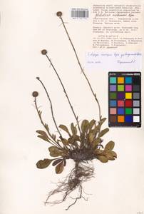 Globularia bisnagarica L., Восточная Европа, Нижневолжский район (E9) (Россия)