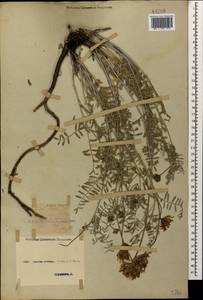Астрагал эспарцетный L., Кавказ, Ставропольский край, Карачаево-Черкесия, Кабардино-Балкария (K1b) (Россия)