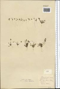 Ceratocephala orthoceras DC., Средняя Азия и Казахстан, Северный и Центральный Казахстан (M10) (Казахстан)