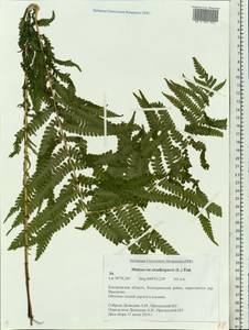 Страусник обыкновенный (L.) Tod., Восточная Европа, Центральный лесной район (E5) (Россия)