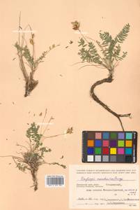 Oxytropis coerulea subsp. coerulea, Сибирь, Дальний Восток (S6) (Россия)