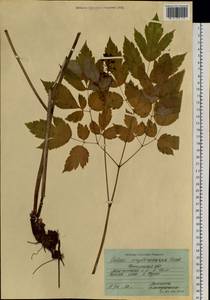 Actaea rubra subsp. rubra, Сибирь, Прибайкалье и Забайкалье (S4) (Россия)