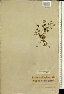 Troglophyton capillaceum (Thunb.) Hilliard & B.L.Burtt, Африка (AFR) (ЮАР)