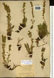 Artemisia pubescens var. monostachya (Bunge ex Maxim.) Y. R. Ling, Сибирь, Прибайкалье и Забайкалье (S4) (Россия)