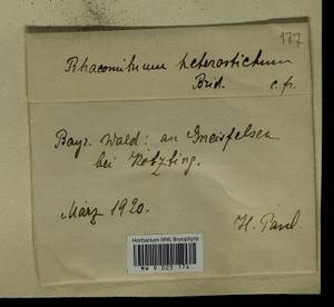 Bucklandiella heterosticha (Hedw.) Bedn.-Ochyra & Ochyra, Гербарий мохообразных, Мхи - Западная Европа (BEu) (Германия)